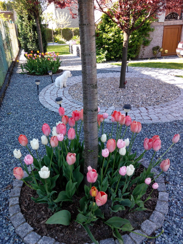 Drugi okrąg wybudowany w ubiegłym roku. Jeszcze nie do końca zagospodarowany. W przyszłości miejsce na ławeczkę dookoła pnia. Taki jest plan . A może ktoś ma inny pomysł ? Chętnie posłucham jak to obsadzić :)