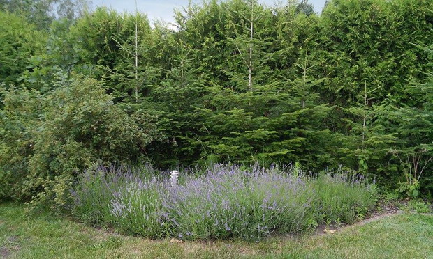 duma pani domu - lawendowe pole - lawenda samodzielnie wyhodowana z nasion - teraz ma własne samosiewki, które są sukcesywnie przesadzane w inne miejsca działki