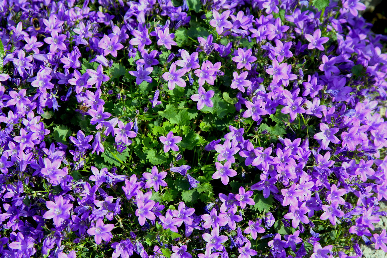 Dzwonek Poszarskiego (Campanula poscharskyana) jest jedną z najbardziej widowiskowych roślin okrywowych (zdj.: Fotolia.com)