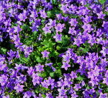 Dzwonek Poszarskiego (Campanula poscharskyana) jest jedną z najbardziej widowiskowych roślin okrywowych (zdj.: Fotolia.com)