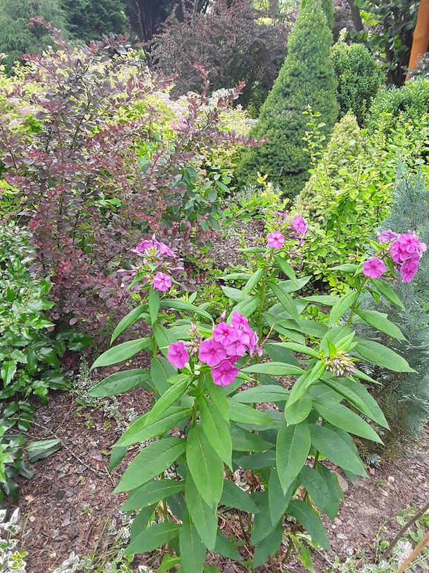 Floksy - babcine kwiatki też mają tutaj swoje miejsce. 