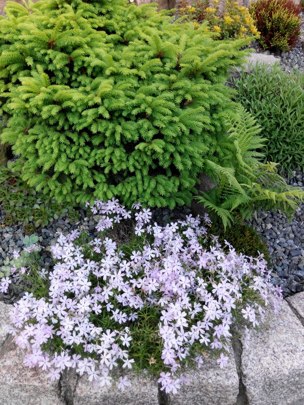 Floksy w różnych odmianach też pięknie uzupełniają wiosenne skalniaki.