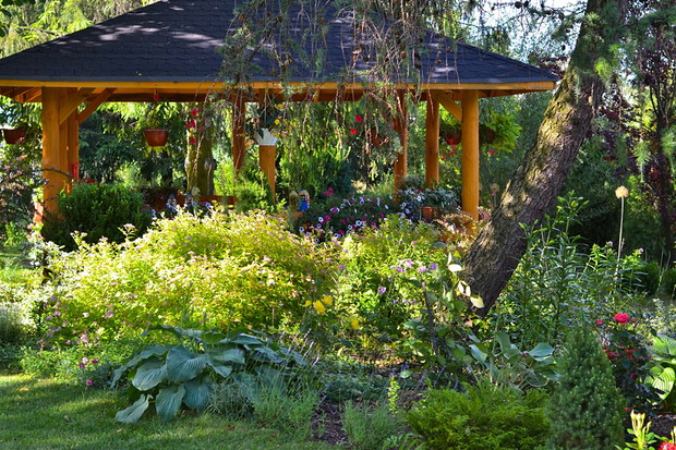 Funkie bardzo dobrze radzą sobie w półcieniu, rosną w towarzystwie tawuł, żurawek, naparstnic. Krzywy pień należy do modrzewia i jest konsekwencją silnych wiatrów.