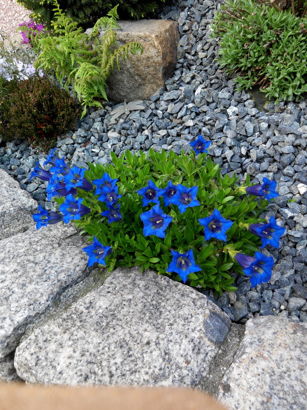 Goryczka i jej niebiański kolor..