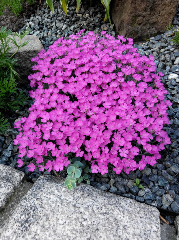 Goździki skalne tworzą przepiękne kolorowe plamy . Kwitną długo i obficie.