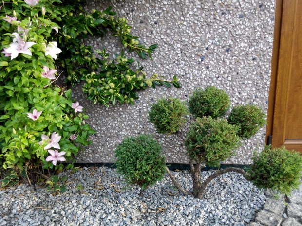 I kolejny bonsai. Obok powojnik i pnąca się trzmielina.