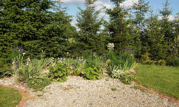 irysowy zakątek - najpiękniejszy w maju, gdy kwitną różnobarwne irysy