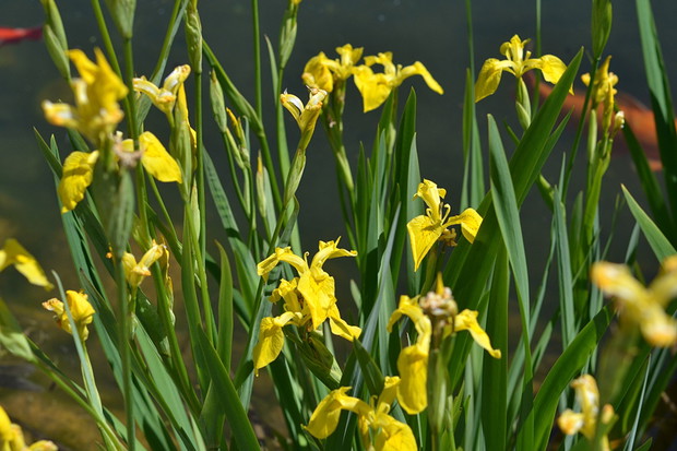 Irysy zwane też kosaćcami zdobią oczko wodne.
