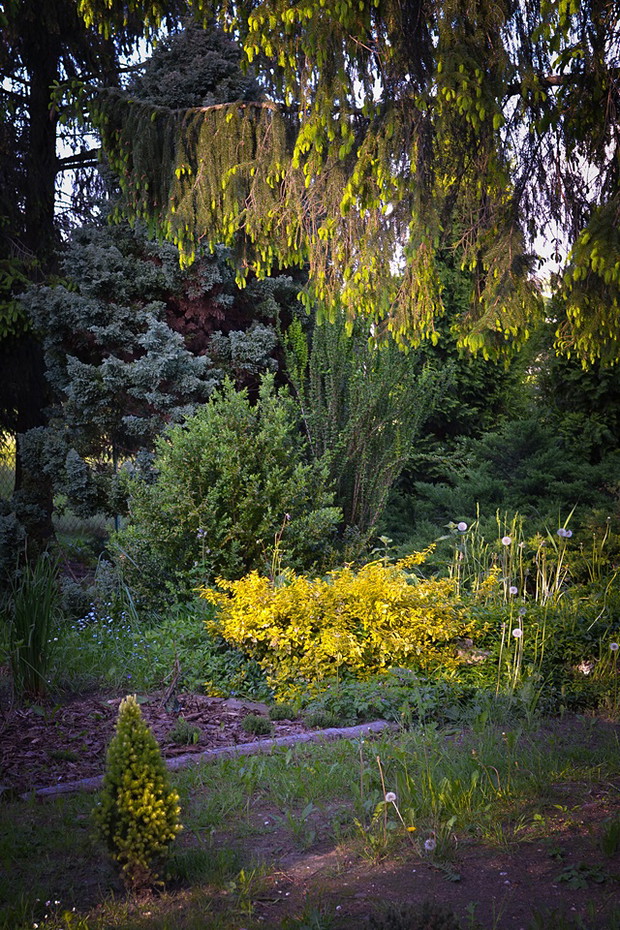 Jeden ze starszych zakątków w ogrodzie, w tle znajduje się dominujący w ogrodzie świerk pospolity.