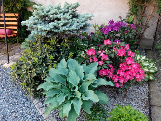 Jedyny bardziej zacieniony kącik w moim ogrodzie. Królestwo rododendronów, funki i świerka srebrnego szczepionego na pniu.W samym rogu wiciokrzew.