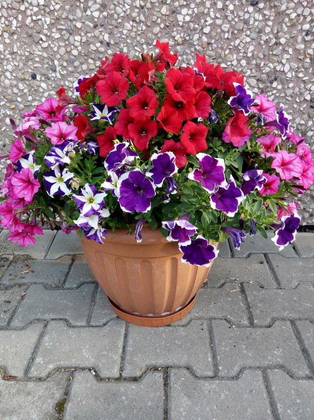 Jeśli nie mam miejsca na coś co mi się podoba na rabatach to sadzę w doniczce;)