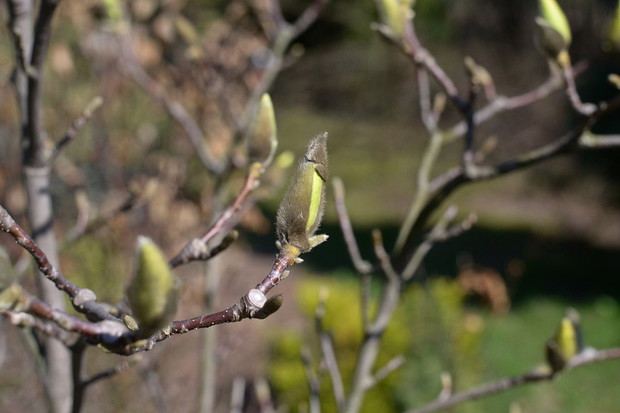 Jeszcze nie rozwinięte kwiaty magnolii.