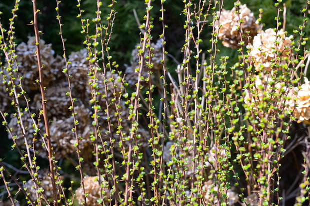 Jeszcze nie w pełni rozwinięte listki berberysa i w tle zeszłoroczne kwiaty hortensji ogrodowej.