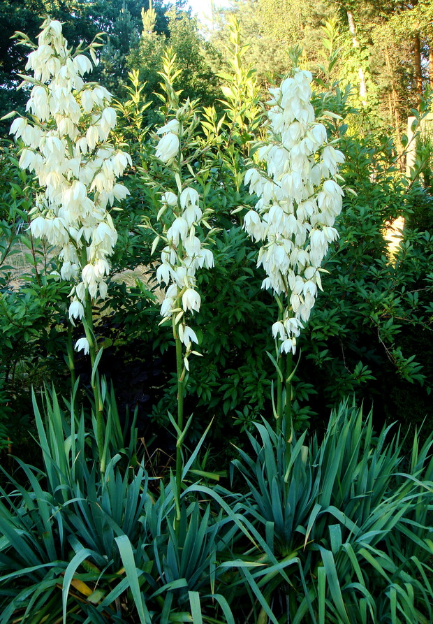 Jukka karolińska, (Yucca filamentosa), nie tylko pięknie wygląda, ale i  przepięknie pachnie :)