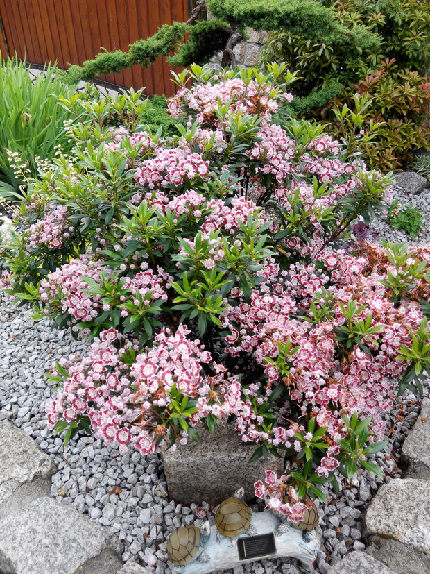 Kalmia. Cudowne baldachimy dwukolorowych kwiatów...