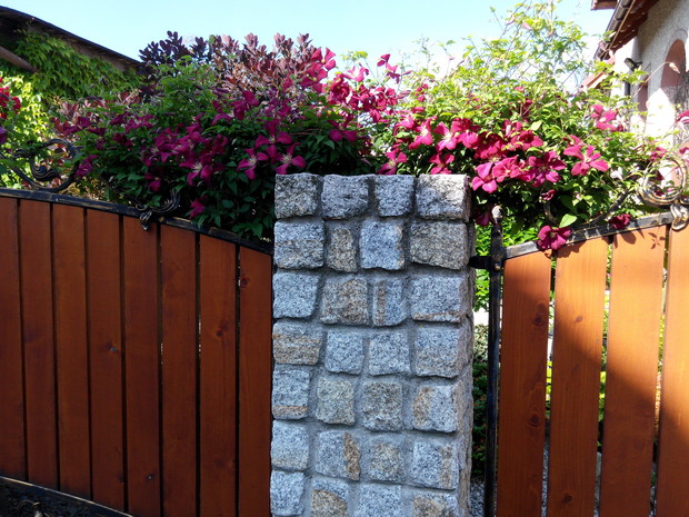 Kolejny powojnik przepięknie rosnący  na moim płocie.