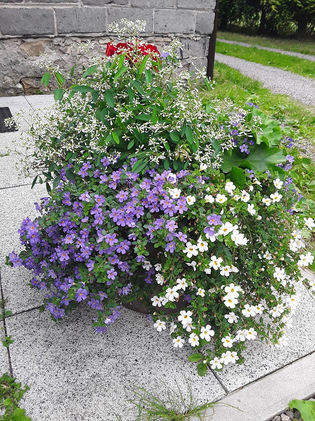 Kompozycja z dwóch kolorów bacop oraz z euphorbii diamond frost.