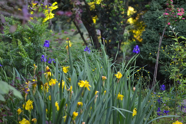 Kosaćce królują przy oczku wodnym. Z racji swoich wymagań wilgotnościowych czują się tam znakomicie.