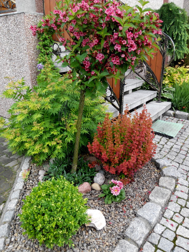 Krzewuszka cudowna, tawlina jarzębolistna, berberys, bukszpan  i powojnik niebieski pełny zapełniają rabatę przed schodami do domu