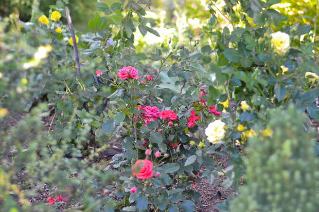 Krzewy róż wielkokwiatowych co roku obficie kwitną. 