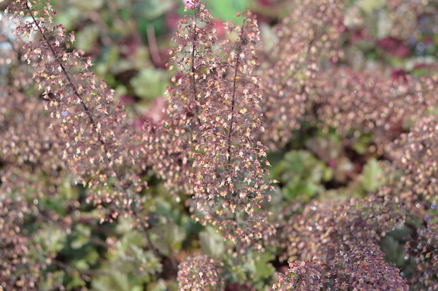 Kwiatostany żurawek robią niesamowite wrażenie.