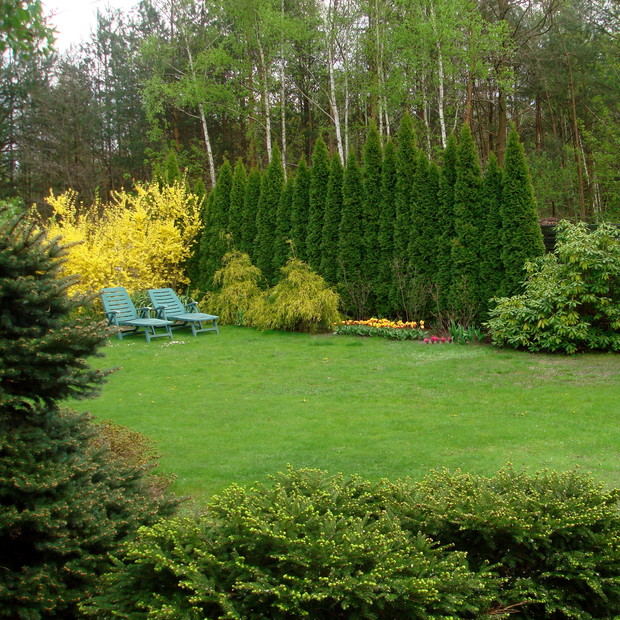 Kwitnąca na żółto forsycja, to porządny zastrzyk koloru, tak wyczekiwany po długiej zimie :) 