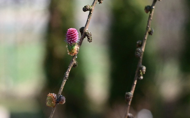 Kwitnienie modrzewia.