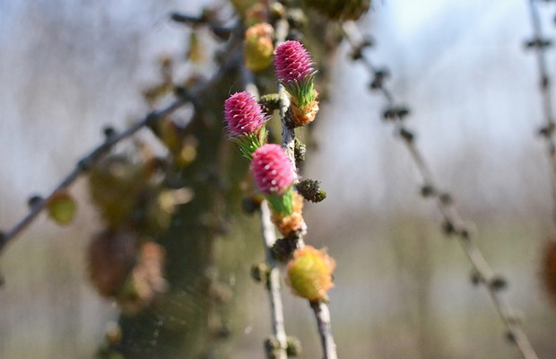 Kwitnienie modrzewia.