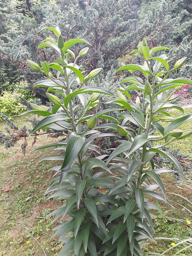 Lilie już w pąkach.