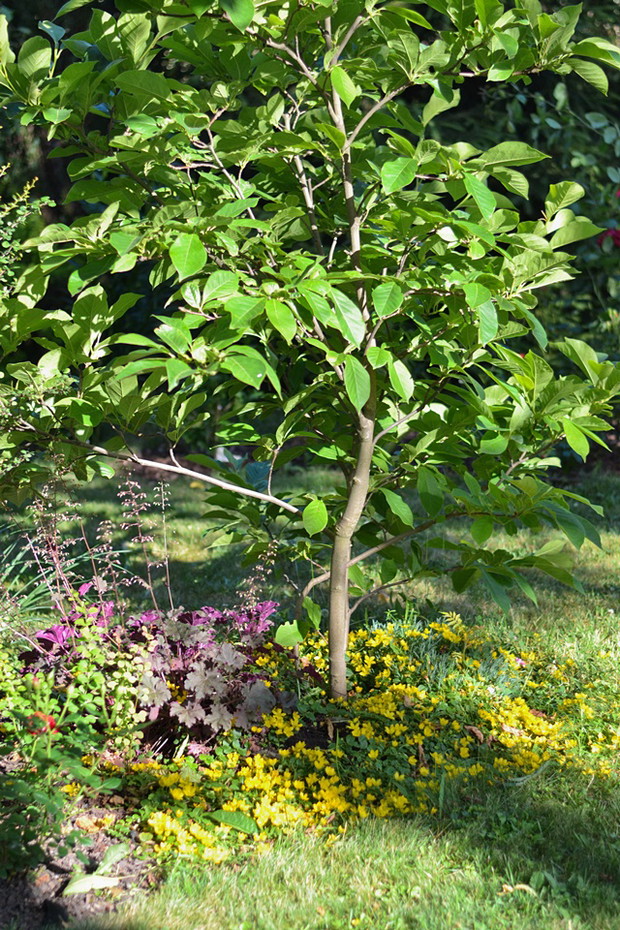 Magnolia oraz tojeść rozesłana jako roślina okrywowa.