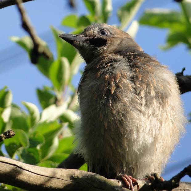 Młoda sójka polubiła uczty na mojej leciwej jabłonce ;)