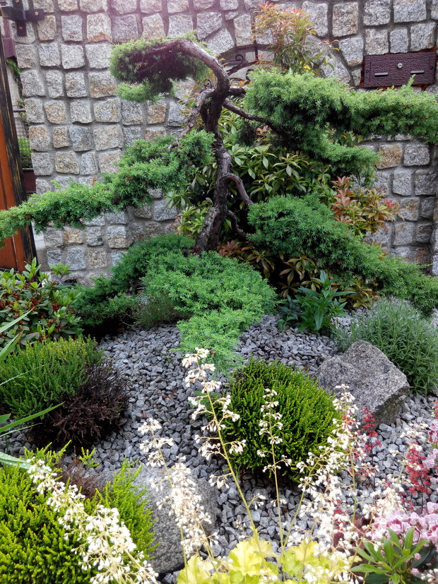 Mój własnoręcznie uformowany  bonsai. Trochę trwało w wyglądał tak jak teraz , ale warto było poczekać.