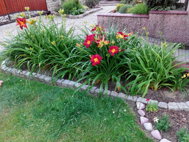 Moja mała kolekcja liliowców. Niestety tylko jeden na razie kwitnie, ale będą kolejne...różowy, żółty,  pomarańczowy...