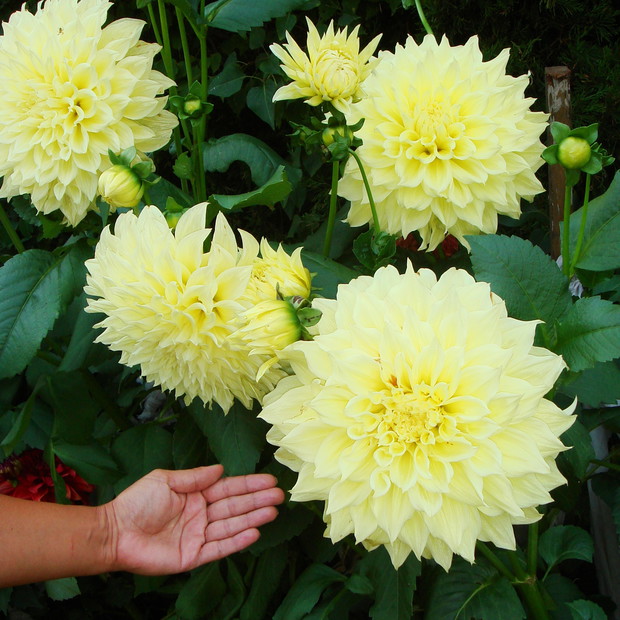 Moje ulubione dalie ,,dinner plate'', ,,Kelvin Floodlight'' :)