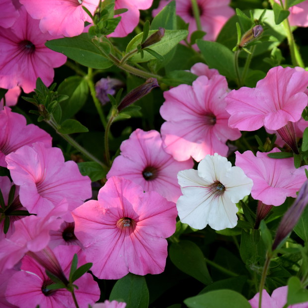 Moje ulubione petunie :) 