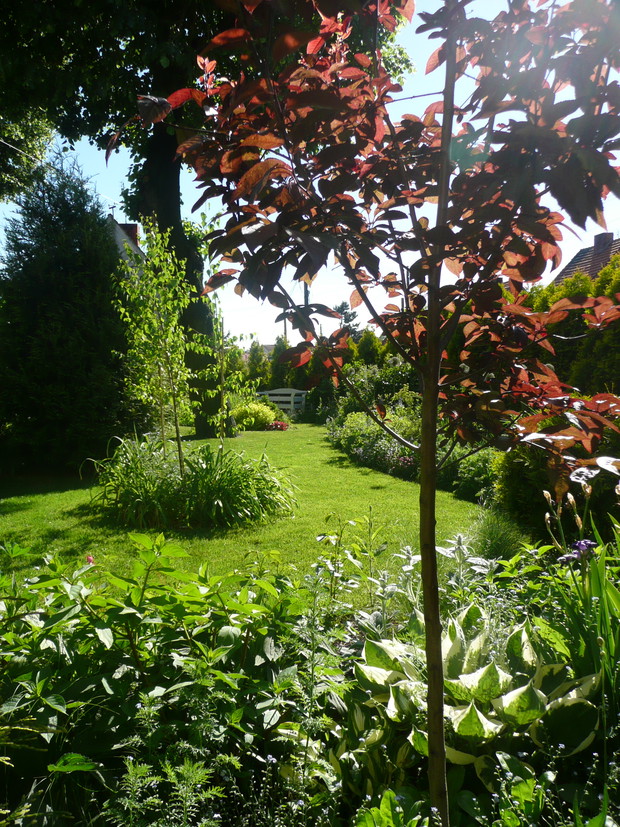 Na pierwszym planie Pissardi