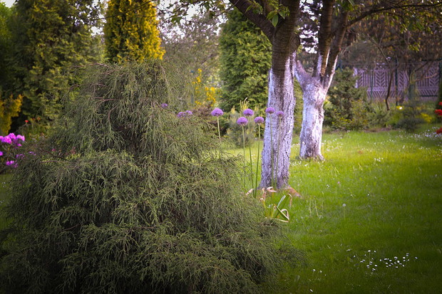 Na początku lutego bielimy pnie drzew owocowych by zapobiec nadmiernemu nagrzewaniu się kory, co mogłoby spowodować spękania mrozowe.