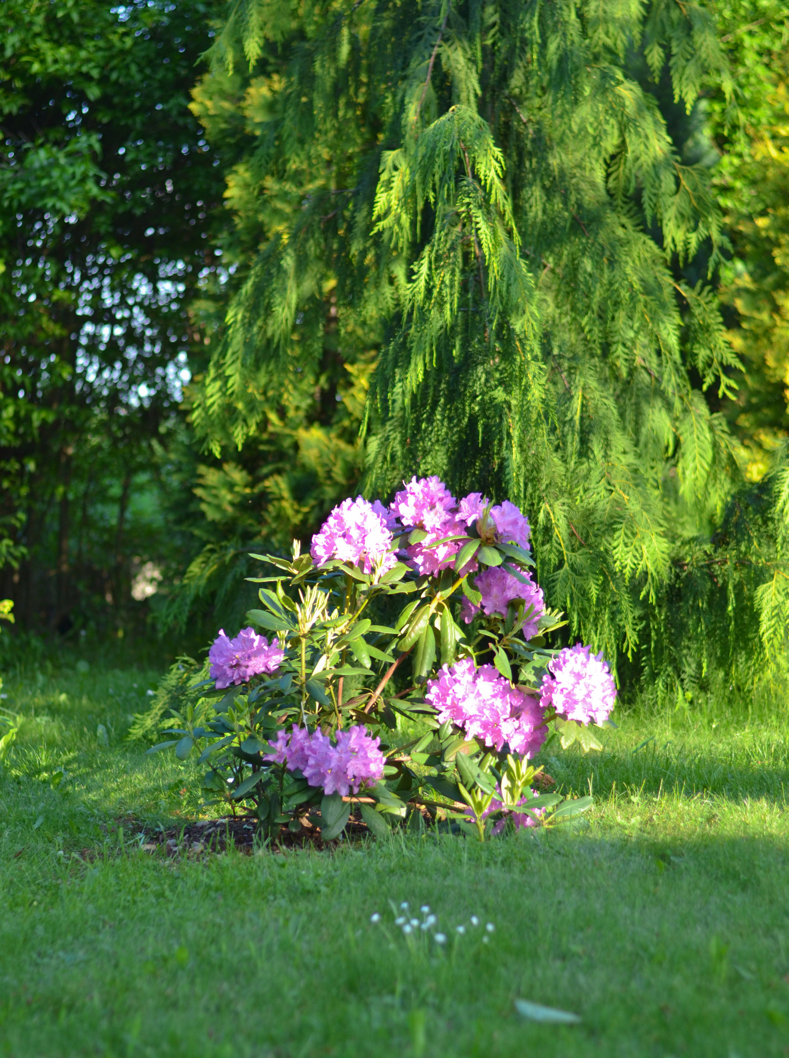 Na przełomie maja ogród zdobią kwiaty różaneczników oraz azalii .