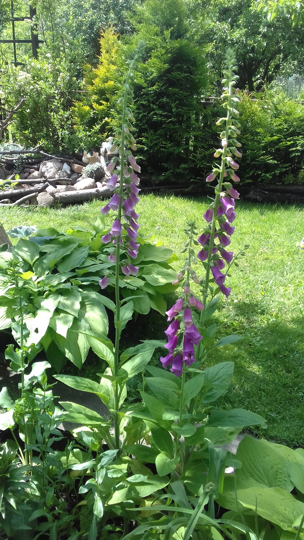 Naparstnica pierwszy raz u nas zakwitła.