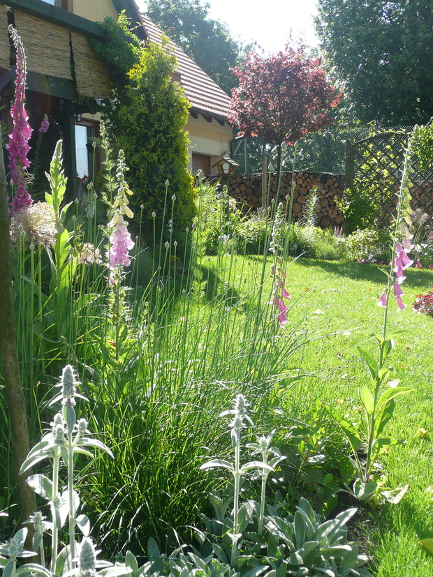 Naparstnice i czosnki główkowate