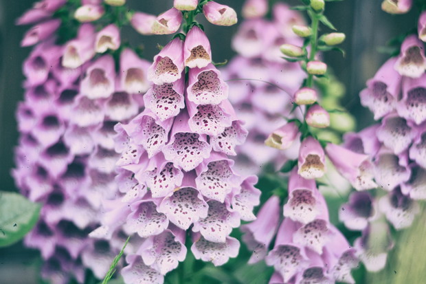 Naparstnice purpurowe wysiewają się same co roku. Z roku na rok wyglądają pięknie. Nie zapominajmy że naparstnice są roślinami trującymi.