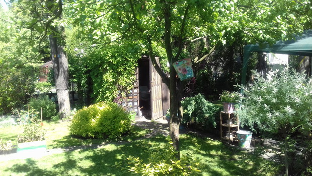 Nasza mała jabłoń.