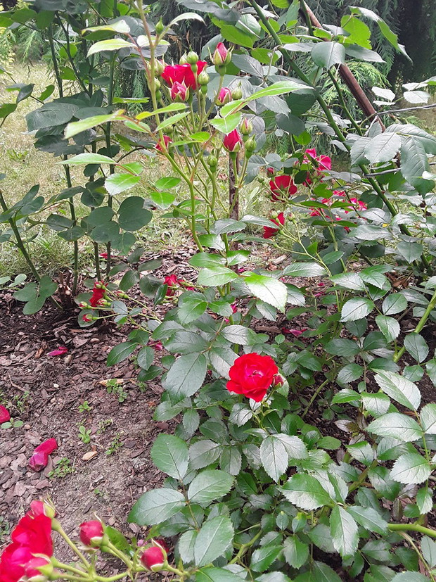 Obrywając przekwitnięte kwiaty u róży wzmacniamy roślinę i pobudzamy ją do kwitnienia. 