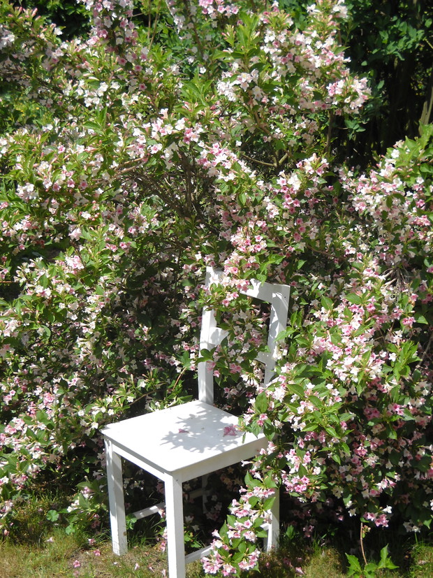 Okazała Krzewuszka.