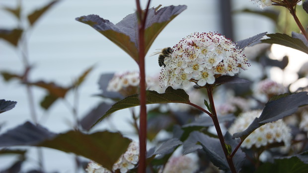 Pęcherznica bordowa