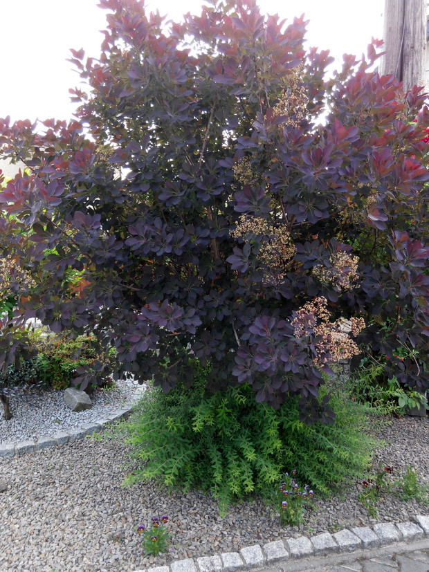 Perukowiec podolski.