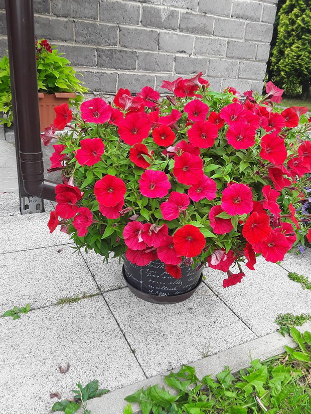 Petunie w tym roku zachwycają kwiatami.