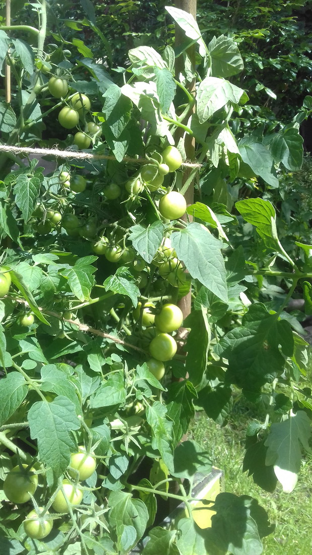 Pomidorki jeszcze zielone.