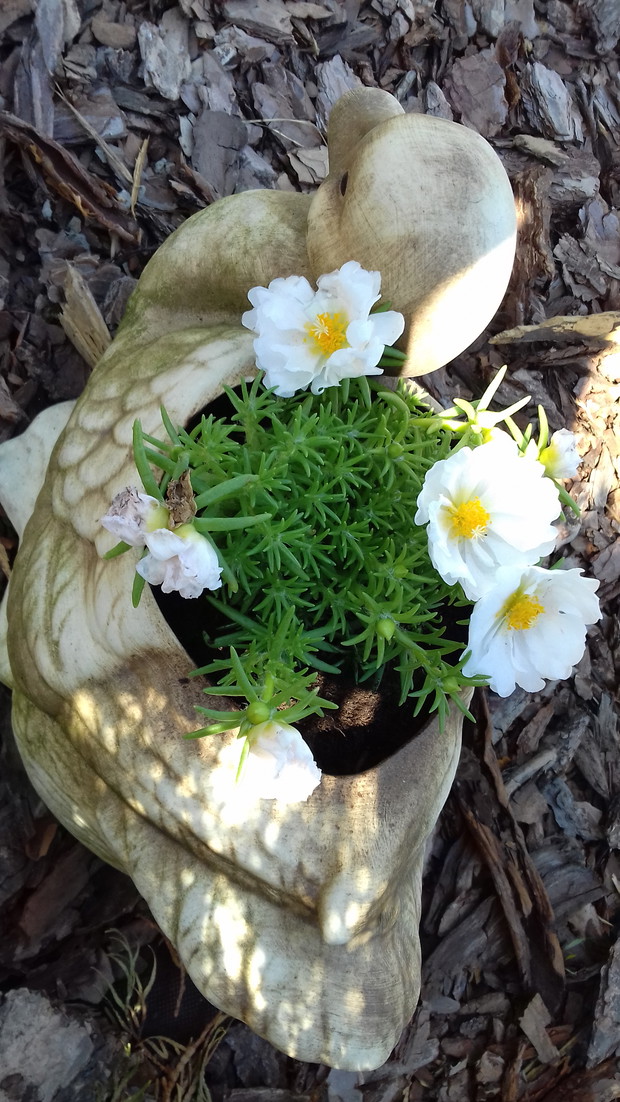 Portulaka wielkokwiatowa 
