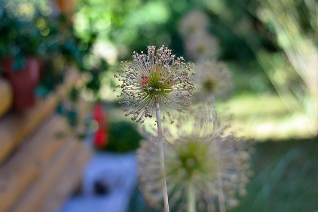 Przekwitnięte już kwiatostany czosnków ozdobnych zdobią ogród jeszcze przez jakiś czas.